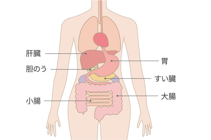 消火器系の臓器