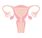 女性生殖器