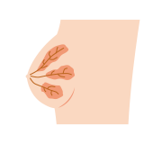 乳腺