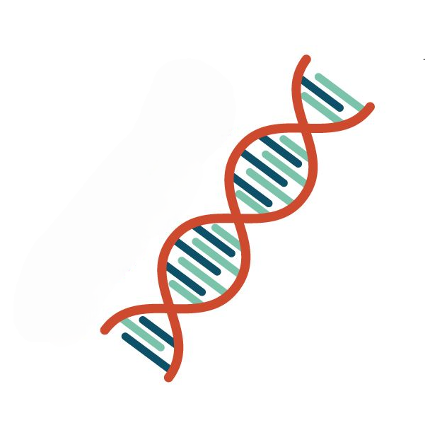 DNA螺旋構造のイラスト